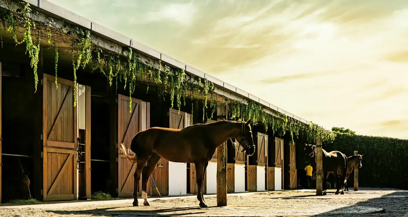Cavalo diante das cocheiras de madeira do centro equestre da Fazenda Boa Vista