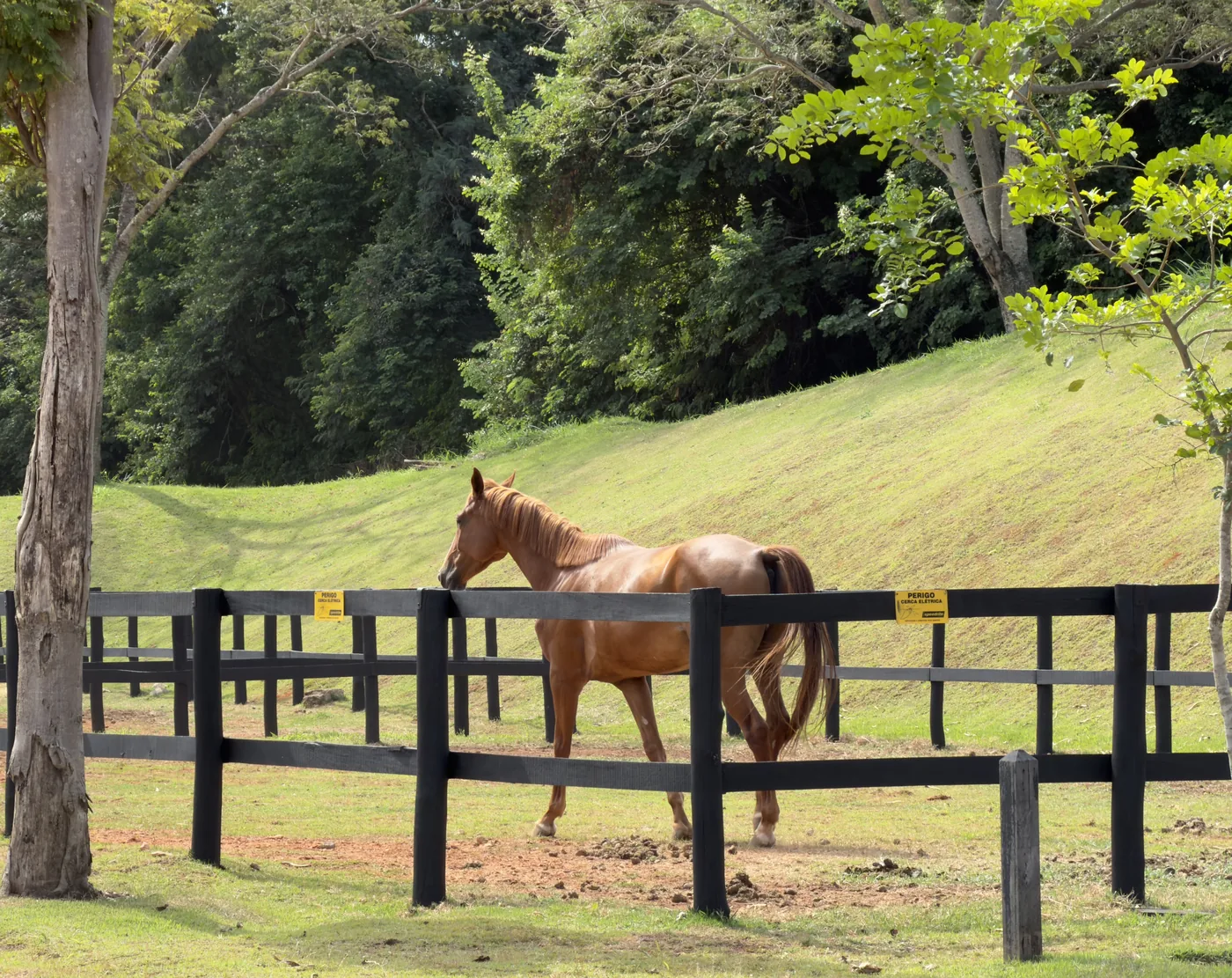 Cavalo no piquete de cerca preta da hípica da Fazenda da Grama, diante da mata
